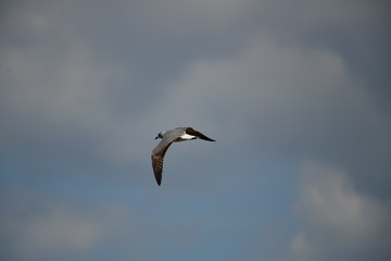 Obraz premium seabird flying on a sunny day at a beach