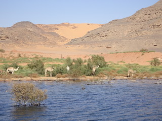 lac nasser