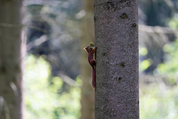 Eichhörnchen
