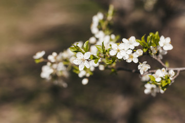 Outdoor flowers