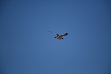 seabird flying on a sunny day at a beach
