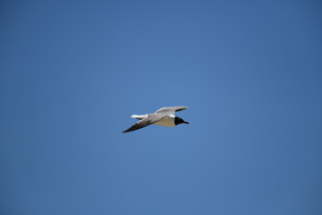 Fototapeta na wymiar seabird flying on a sunny day at a beach