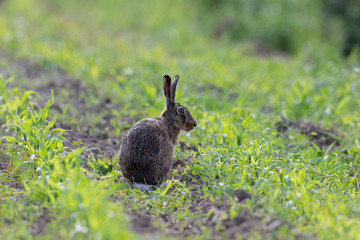 Feldhase