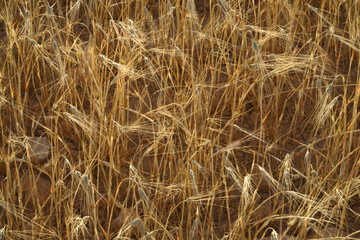 Détail d'épis de blé blonds.