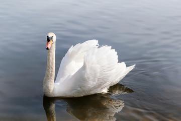 Naklejka premium Beautiful white swan swims in the lake.