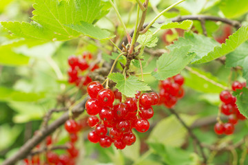 Ripe red currants close-up as background. Branch of ripe red currant in a garden
