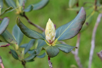 Rhododendron large closed flower bud surrounded with thick dark green leaves planted in local urban garden on warm sunny spring day