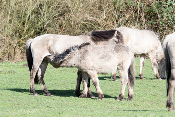 Obraz premium Wildpferde