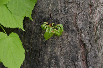 little sprout of the tree bark