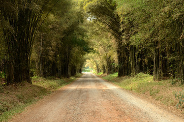 Naklejka premium Bamboo forest tunnel Beautiful natural