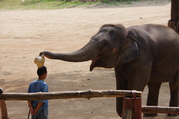 帽子をかぶせる象