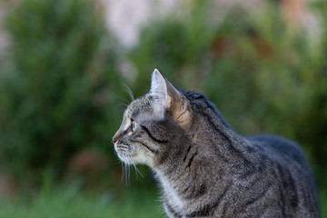 Katze