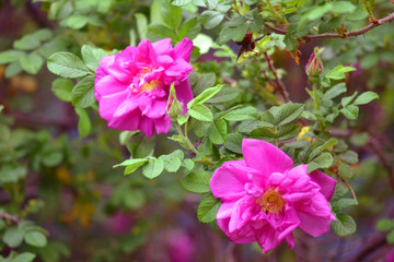 Obraz premium pink flowers in garden