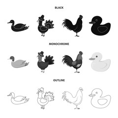 Vector illustration of funny and poultry sign. Collection of funny and farming vector icon for stock.
