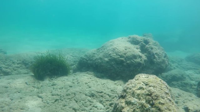 Mysterious sea bottom with dragon figures in Alanya in summer in slow motion  