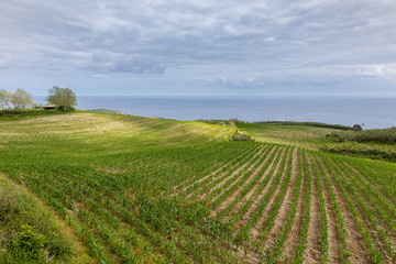 Fototapeta na wymiar Agrocultures in the north of Sao Miguel Island over the Atlantic, Azores