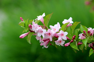 Single branch of Weigela Florida Pink princess hardy plant with rose pink tubular foxglove shaped fully open blooming flowers and closed flower buds mixed with green leaves growing in local urban gard