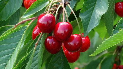red cherries on the tree