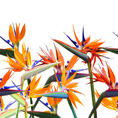 Seamless background with Strelitzia Reginae orange tropical flower. Vector illustration, EPS 10