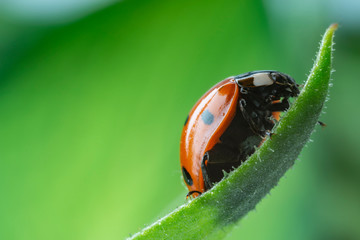 seven-spot ladybird, Coccinella septempunctata on a leaf