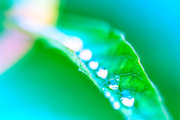 Rain drops on small leaf in a tropical forest jungle. Macro close up image of water droplet