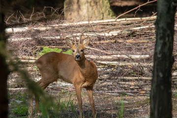 Reh Bock