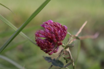 flower of artichoke on green background