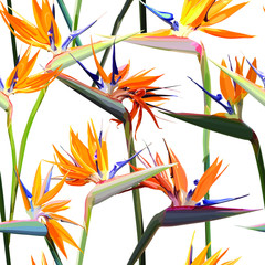 Fond transparent avec Strelitzia Reginae fleur tropicale orange. Illustration vectorielle, Eps 10