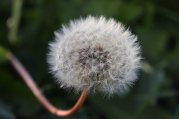 Round Dandelion