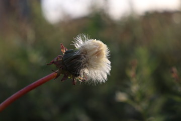 Dandelion