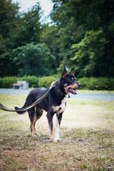 German shepherd dog on grass