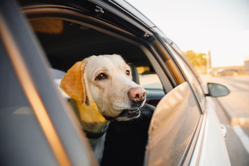 Dog alone is locked in car in heat, window is open. Concept wait travel