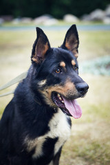 portrait of a dog