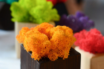 hydrolyzed colorful moss for indoor decoration