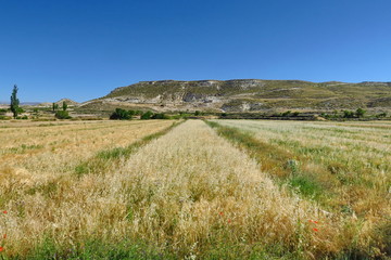 Champs  de céréales dans un paysage montagneux. Espagne.