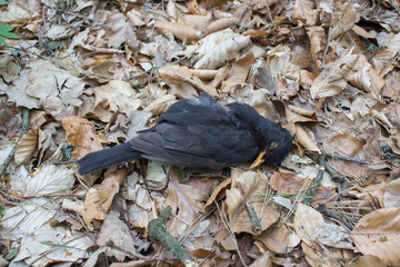 dead bird in autumn,The black bird is dead in the autumn leaves, a bird of halloween