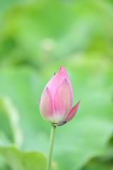 Fototapeta premium はす