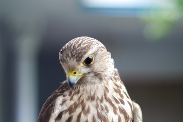 Wild buzzard with defocused background