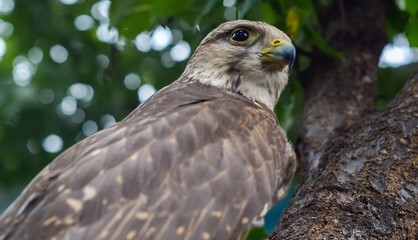 Wild buzzard with defocused background