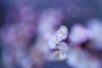 The slightly blurred beautiful apricot white flowers