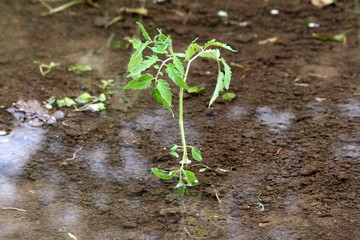 Tomato plant growing out of flooded local urban garden surrounded with clear water and wet soil on rainy spring day