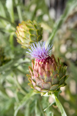 アーティチョーク