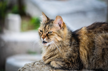 gorgeous cat sitting on the historical streets of Athens