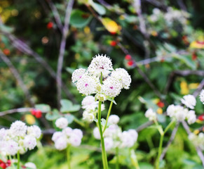 white petunia flower