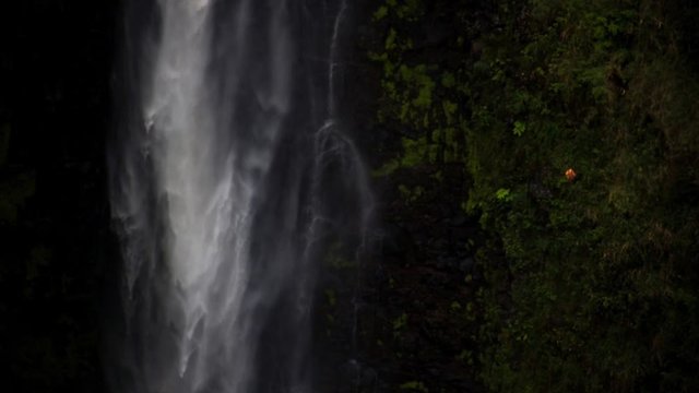 a single flower blooms near waterfall in hawaii, an animated photo of beauty