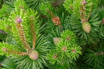 green buds on the tree branches
