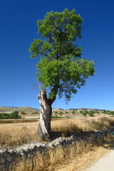Vieil amandier au tronc noueux au bord du chemin de terre.