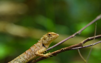 Naklejka na ściany i meble chameleon looking in nature in thailand