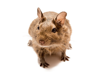Degu isolated on white background