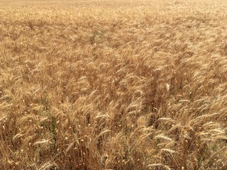 Field wheat background